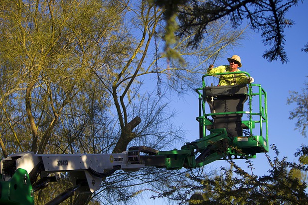 Steve Bowdoin, caretaker of the Botanical Cactus Garden at Ethel M Chocolate factory, uses a cherry picker to string lights on trees at the garden Wednesday, Nov. 6, 2013. The 20th annual holiday lighting display will kick off with a ceremony on Tuesday, Nov. 12.