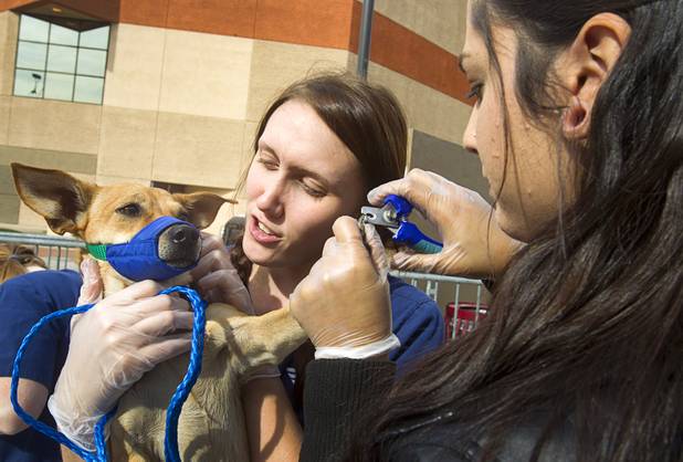Tori McDade, left, and Janelle Rodriguez, Pima Medical Institute veterinarian technicians-in-training, cut the nails of a dog named "Trouble" during the Fall 2013 Southern Nevada Project Homeless Connect at Cashman Field Center Tuesday, Nov. 19, 2013. Technicians gave dogs vaccinations if needed, a basic check-up, cut nails and cleaned ears. The annual event brings together a variety of social and legal services to help homeless and low-income people.