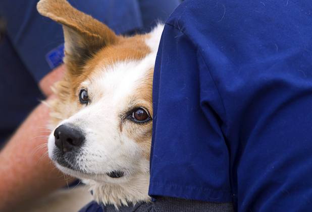 A dog waits for a check-up during the Fall 2013 Southern Nevada Project Homeless Connect at Cashman Field Center Tuesday, Nov. 19, 2013. Technicians gave dogs vaccinations if needed, a basic check-up, cut nails and cleaned ears. The annual event brings together a variety of social and legal services to help homeless and low-income people.