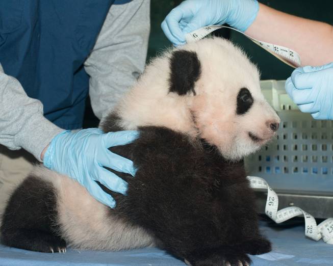In this Nov. 29, 2013 photo provided by the Smithsonian National Zoo, a giant panda cub is measured as it is about to turn 100 days old, at the Smithsonian National Zoo in Washington.  