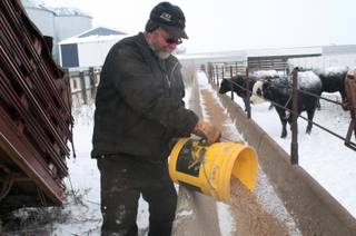 Alton Zenker feeds calves on his ranch Wednesday, Dec. 4, 2013, north of Carson, N.D., as an arctic blast swept across the Northern Plains. Thursdays projected high is minus-6, falling to minus-10 by Saturday, with overnight lows to 24 below as a major winter storm bulldozed from the Rockies eastward. The National Weather Service forecast a foot or more of snow in some areas of the Upper Midwest, with freezing rain possible for parts of the Great Lakes.