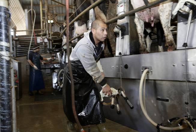 Alejandro Flores prepares to hook up a milking machine on a cow at the Lakeside Dairy in Hanford, Calif., Dec. 12, 2013. Lakeside Dairy is owned and operated by third-generation dairyman, Mike Monteiro, who is opposed to California's planned high-speed rail project that would connect San Francisco to Los Angeles.