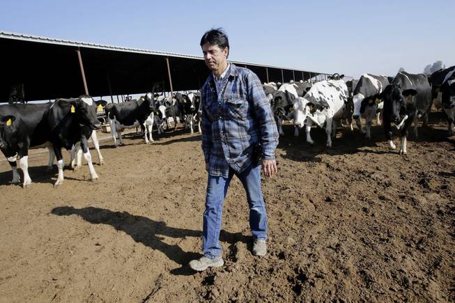 Mike Monteiro walks through the cow pens at Lakeside Dairy in Hanford, Calif., Dec. 12, 2013. A third-generation dairyman, Monteiro is opposed to California's planned high-speed rail project that would connect San Francisco to Los Angeles.