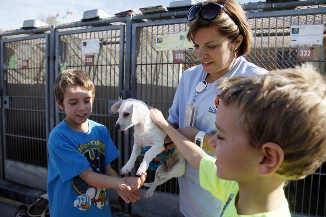 Erika Bennett, a kennel attendant/animal control officer at OC Animal Care, holds up a puppy for brothers Ryan Wartenberg, left, and Jason Wartenberg, as they look into adopting a pet at the shelter in Orange, Calif., on Tuesday, Dec. 17, 2013. Some shelters around the country are ramping up for Christmas Day deliveries of new family pets, a move applauded by the American Society for the Prevention of Cruelty to Animals, whose new study supports seasonal adoptions. But some shelter leaders maintain that adoptions are better left for after the holiday rush. The Society for the Prevention of Cruelty to Animals Los Angeles, which is not affiliated with the national organization, still discourages pets as presents.
