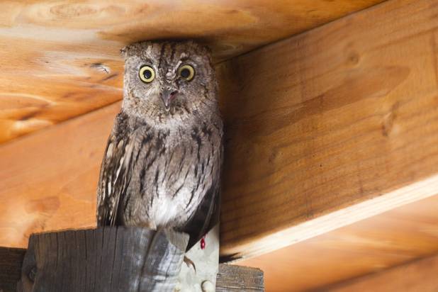 An owl hangs out on a porch eave in Tucson, AZ, Sunday, Aug. 18, 2013. 