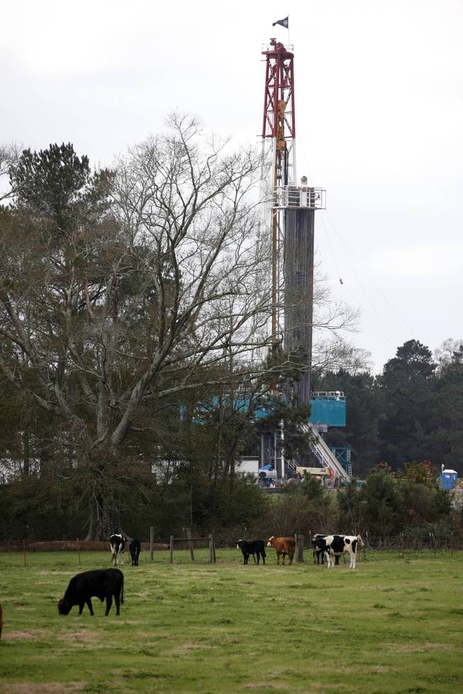 In this Dec. 23, 2013 photograph, beef cattle roam on Max Lawson's pasture while a oil platform looms in the background in Gillsburg, Miss. This "Gillsburg Christmas tree," as residents call it, may be the best indication of the economic future of the southwest county.