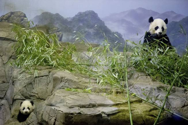 Bao Bao, left, the four and a half month old giant panda cub, makes her public debut as her mother Mei Xiang eats bamboo, right, at an indoor habitat at the National Zoo in Washington, Monday, Jan. 6, 2014.
