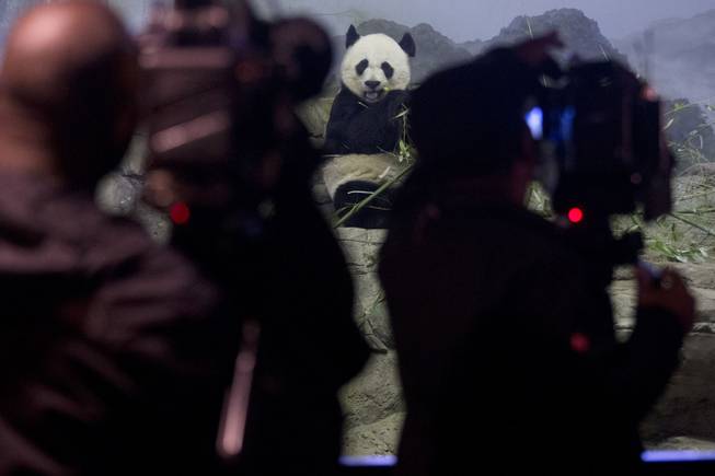 News photographers photograph Mei Xiang, the mother of Bao Bao, the four and a half month old giant panda, as she eats bamboo at an indoor habitat at the National Zoo in Washington, Monday, Jan. 6, 2014. 