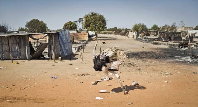 An ostrich runs through empty streets and past destroyed buildings, after government forces on Friday retook from rebel forces the provincial capital of Bentiu, in Unity State, South Sudan, Sunday, Jan. 12, 2014.