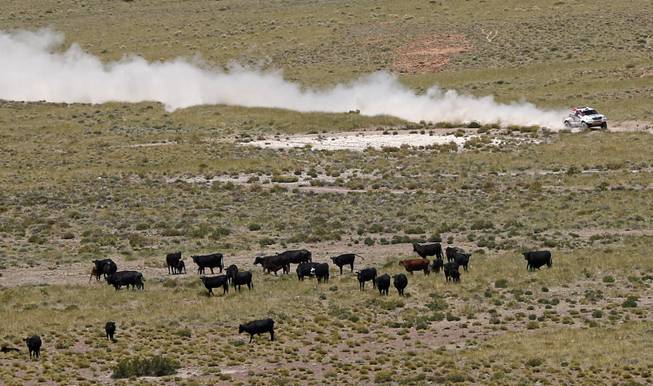 Toyota driver Leeroy Poulter and co-pilot Robert Howie, both of South Africa, race past cattle during the second stage of the Dakar Rally between the cities of San Luis and San Rafael in San Rafael, Argentina,  Monday, Jan. 6, 2014. 