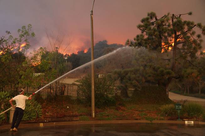 A  homeowner attempts to water down a tree on his property while a wildfire burns in the hills just north of the San Gabriel Valley community of Glendora, Calif., on Thursday, Jan 16, 2014. 