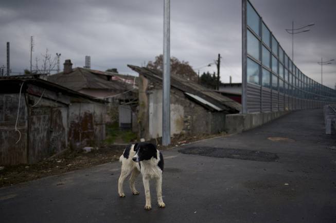 In this photo taken on Wednesday, Nov., 27, 2013, a dog walks on the pavement separating a federal house and the 5a Akatsiy street's house in the village of Vesyoloye outside Sochi, Russia.