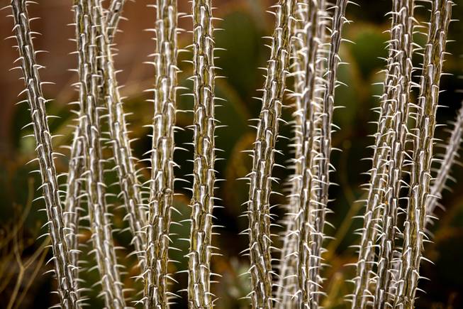 Ocotillo cactus grows tall and thin within an arid patch of Norm Schillings home botanical garden on Tuesday, Jan. 21, 2014.