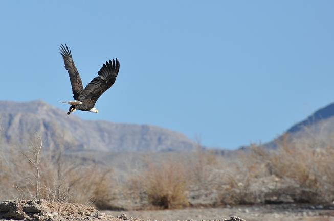 Volunteers and biologists spotted 132 bald eagles at Lake Mead National Recreation Area Jan. 15, 2014 during an annual eagle survey. Bald eagles migrate from the north and can traditionally be spotted at Lake Mead NRA from late-November to March.