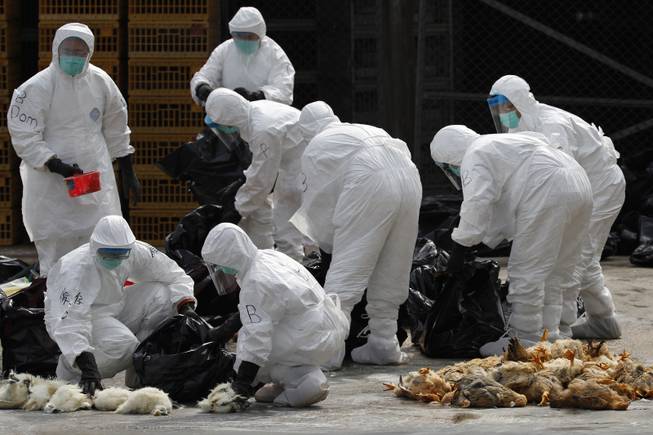 Health workers in full protective gear pick up killed chickens in plastic bags after suffocated them by using carbon dioxide at a wholesale poultry market in Hong Kong, Tuesday, Jan. 28, 2014.