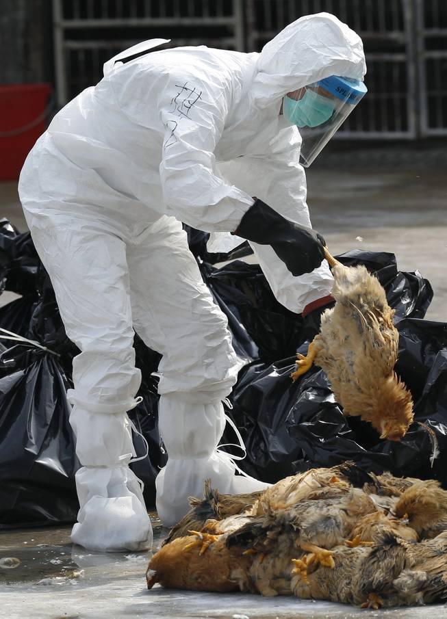 A health worker in full protective gear picks up a chicken which was suffocated by carbon dioxide at a wholesale poultry market in Hong Kong, Tuesday, Jan. 28, 2014.