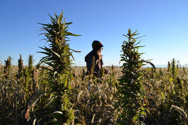 A volunteer harvests hemp during the first known harvest of the plant in more than 60 years Saturday, Oct. 5, 2013, in Springfield, Colo.