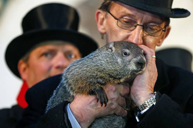 Punxsutawney Phil is held by Ron Ploucha after emerging from his burrow Sunday, Feb. 2, 2014, on Gobblers Knob in Punxsutawney, Pa., to see his shadow and forecast six more weeks of winter weather. The prediction this year fell on the same day as Super Bowl Sunday.