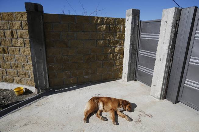 A stray dog sleeps on a road near Olympic Park in Sochi, Russia, Monday, Feb. 3, 2014. A pest control company which has been killing stray dogs in Sochi for years told The Associated Press on Monday that it has a contract to exterminate more of the animals throughout the Olympics.