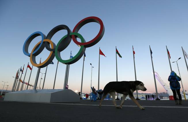 A stray dog walks past the Olympic Rings in Olympic Park, three days before the start of the 2014 Winter Olympics, Monday, Feb. 3, 2014, in Sochi, Russia. A pest control company which has been killing stray dogs in Sochi for years told The Associated Press on Monday that it has a contract to exterminate more of the animals throughout the Olympics. 