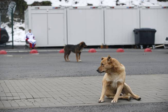 Stray dogs sit outside the Rosa Khutor Extreme Park course, a venue for the snowboarding and freestyle competitions of the 2014 Winter Olympics, in Sochi, Russia, Monday, Feb. 3 2014.  A pest control company which has been killing stray dogs in Sochi for years told The Associated Press on Monday that it has a contract to exterminate more of the animals throughout the Olympics.