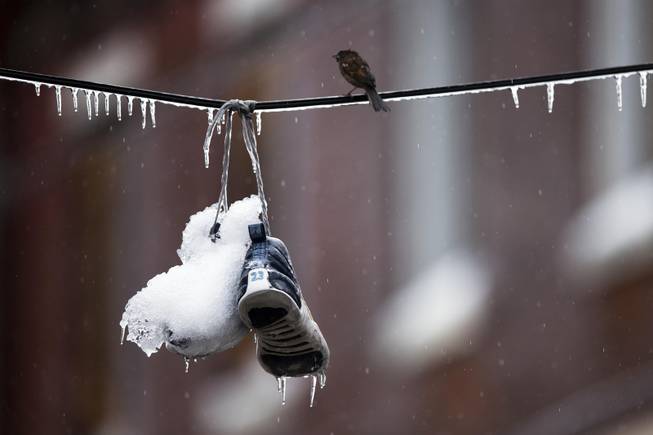A bird perches next to ice covered sneakers hanging from utility lines after a winter storm Wednesday, Feb. 5, 2014, in Philadelphia. Icy conditions have knocked out power to more than 200,000 electric customers in southeastern Pennsylvania and prompted school and legislative delays as well as speed reductions on major roadways. 