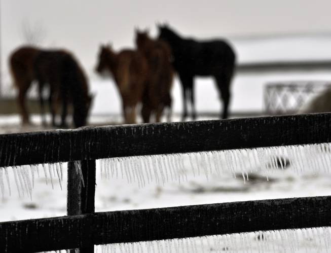 Icicles hang from a fence as horses gather to feed and keep warm in the early morning hours Wednesday, Feb. 5, 2013, in Crestwood, Ky. The Louisville area received between a quarter and a half inch of freezing rain vernight. 