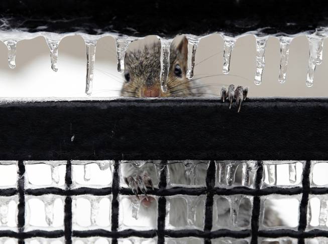A squirrel peers through icicles Wednesday, Feb. 5, 2014, in Trenton, N.J. Temperatures around most of New Jersey are rising and the freezing rain that snarled much of the morning rush is ending.