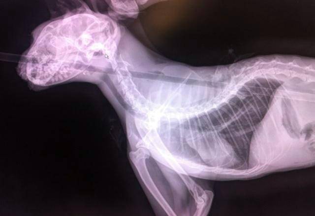 This photo, courtesy of Washington Family Vet Clinic, shows an X-ray of Quiver, a cat that was shot with an arrow on Feb. 6, 2014, in Washington, Utah.