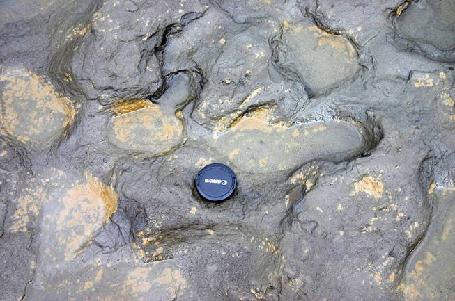 An undated photo issued by the British Museum, Feb. 7, 2014, shows some of the human footprints, thought to be more than 800,000 years old, found in silt on the beach at Happisburgh on the Norfolk coast of England, with a camera lens cap laid beside them to indicate scale. 