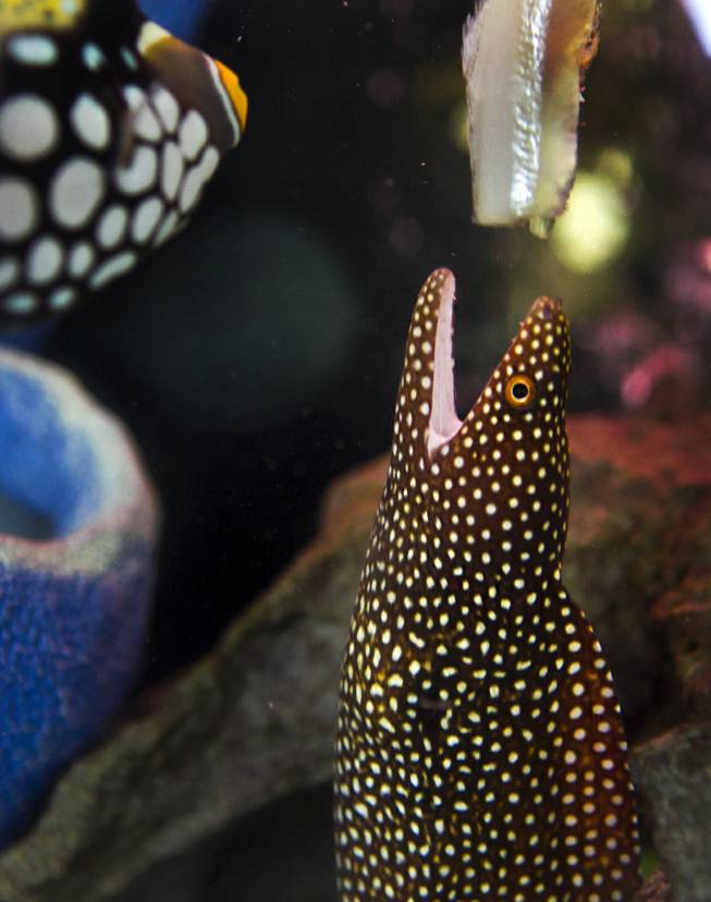 A White Mouth Moray Eel extends upwards to grab some food in his tank at the Trop-Aquarium store Monday, Feb. 10, 2014.
