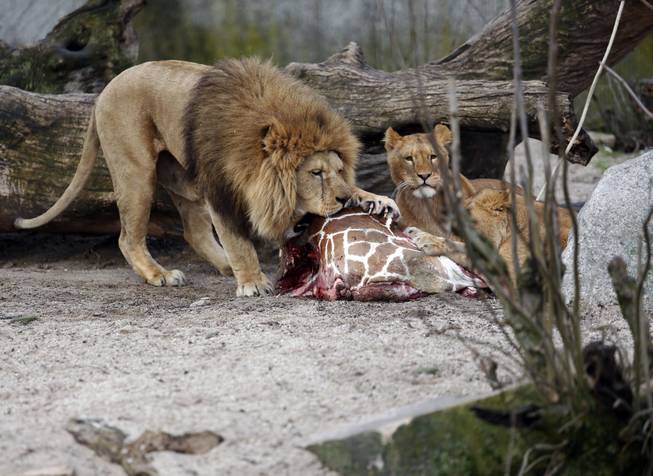 The carcass of Marius, a male giraffe, is eaten by lions after he was put down in Copenhagen Zoo on Sunday, Feb. 9, 2014.

