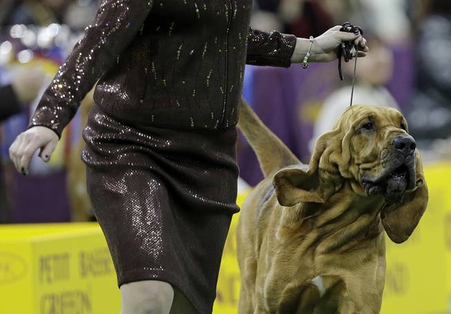 Nathan, a bloodhound, competes with other dogs in the Hound group during the 138th Westminster Kennel Club dog show, Monday, Feb. 10, 2014, in New York. Nathan won the group. 
