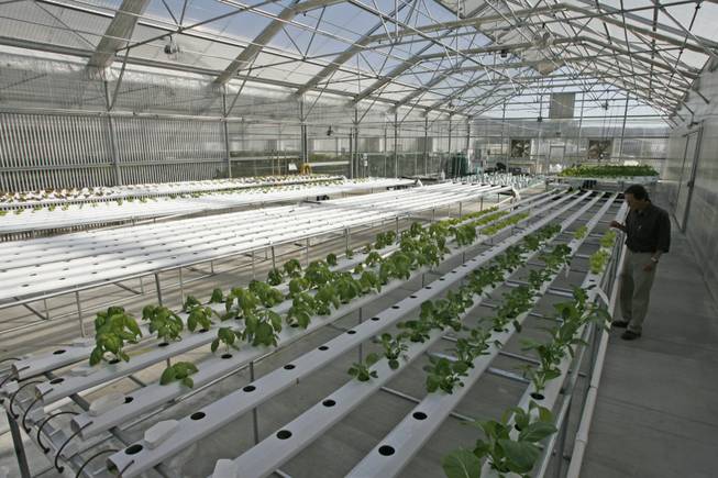 Hydroponics, a method of growing plants in water instead of soil, can bring farming into the urban areas where consumers are concentrated.