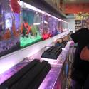 Dan Riggs and Trop-Aquarium