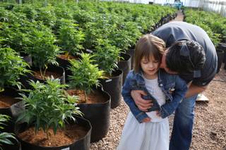 In this Feb. 7, 2014 photo, Matt Figi hugs and tickles his once severely-ill 7-year-old daughter Charlotte, as they wander around inside a greenhouse for a special strain of medical marijuana known as Charlotte's Web, which was named after the girl early in her treatment, in a remote spot in the mountains west of Colorado Springs, Colo.