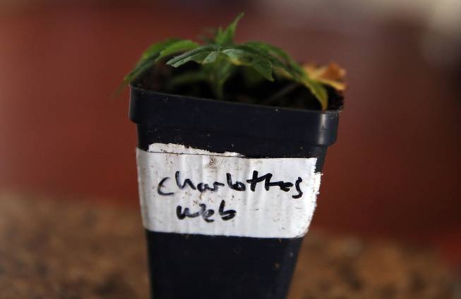 In this Feb. 7, 2014 photo, a small clone of a special strain of medical marijuana known as Charlotte's Web grows at a facility in a remote spot in the mountains west of Colorado Springs, Colo.
