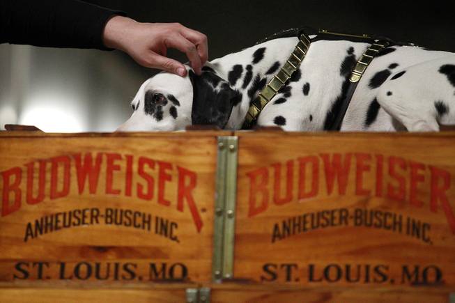King the Dalmatian gets a scratch on the head during an appearance of the Budweiser Clydesdales at the South Point Arena Thursday, Feb. 20, 2014.