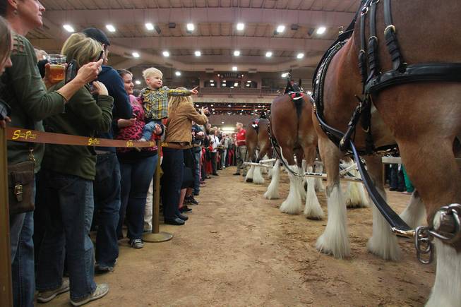 Attendees get an up close look at the Budweiser Clydesdales during an appearance at the South Point Arena Thursday, Feb. 20, 2014.