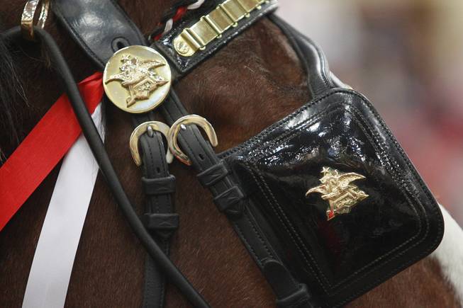 A detail photo of the harness during an appearance of the Budweiser Clydesdales at the South Point Arena Thursday, Feb. 20, 2014.