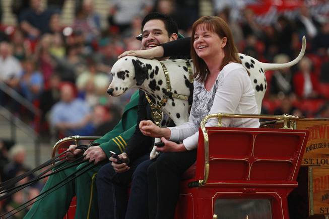 Radio contest winners Alex Lozano and Toni Ramey sit with King the Dalmatian on top of the beer wagon during an appearance of the Budweiser Clydesdales at the South Point Arena Thursday, Feb. 20, 2014.