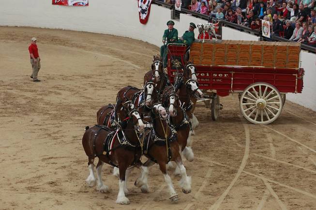 Driver Doug Bousselt and the Budweiser Clydesdales demonstrate how a wagon used to be put in position for a loading dock during an appearance at the South Point Arena Thursday, Feb. 20, 2014.