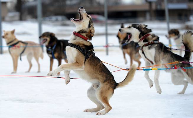 Saki is ready to go as Iditarod musher Michelle Phillips of Tagish, Yukon, takes her dogs out for a run on Friday, Feb. 28, 2014, at Tozier Track in Anchorage, Alaska. "We're just doing a little stretching-out run," she said. "They've been in the truck a long time." Several mushers visited the track Friday in preparation for Saturday's ceremonial start of the Iditarod Trail Sled Dog Race. 