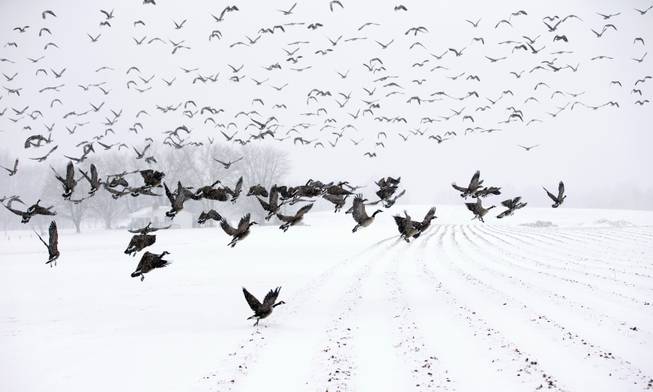 Canada Geese take flight from a farm field during a snow storm, Monday, March 3, 2014, in Davidsonville, Md. Spring is in sight, but winter is keeping its icy hold on much of the country, with up to a foot of snow and plummeting temperatures expected across the Mid-Atlantic states and up the East Coast.  