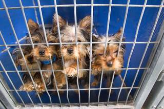 Yorkshire terrier puppies look out from a kennel at the Animal Foundation Campus, 655 N. Mojave Road, Tuesday, March 4, 2014. The puppies were rescued during a fire at the Prince and Princess Pet Shop on Jan. 27.