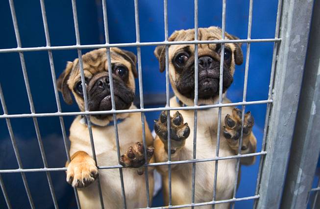 Pug puppies look out from a kennel at the Animal Foundation Campus, 655 N. Mojave Road, Tuesday, March 4, 2014. The puppies were rescued during a fire at the Prince and Princess Pet Shop on Jan. 27.