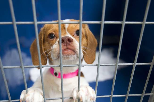 A Beagle puppy looks out from a kennel at the Animal Foundation Campus, 655 N. Mojave Road, Tuesday, March 4, 2014. They were among 27 puppies rescued during a fire at the Prince and Princess Pet Shop on Jan. 27.