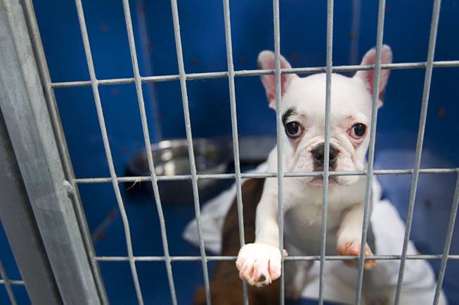 A French bulldog puppy looks out from a kennel at the Animal Foundation Campus, 655 N. Mojave Road, Tuesday, March 4, 2014. The dog was among 27 puppies rescued during a fire at the Prince and Princess Pet Shop on Jan. 27.