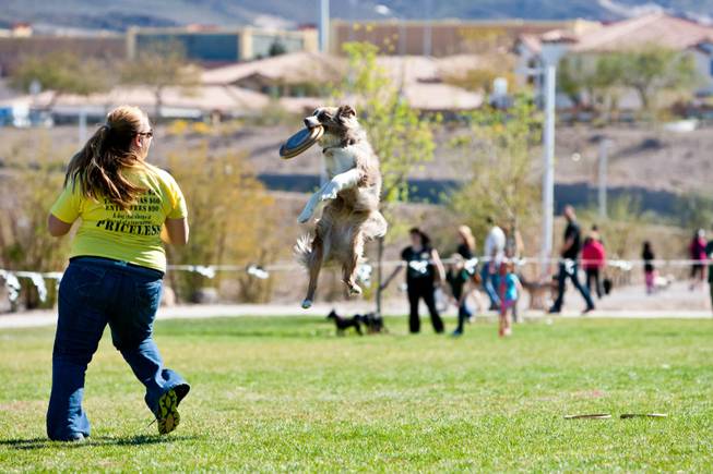 Xcel, a 3-year-old Baussie, flies in the air to snag a frisbee while competing with Sierra Lyman at the City of Henderson's 11 Annual Bark in the Park event at Cornerstone Park Saturday, March 8, 2014.