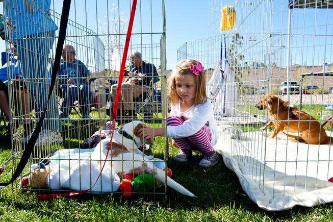 Taylor Hovey, 5, hangs out with her new best friend, who she hopes to adopt, from the Happy Home Animal Sanctuary booth while attending the City of Henderson's 11 Annual Bark in the Park event at Cornerstone Park Saturday, March 8, 2014.